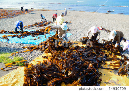 海帶釣魚早晨 34930709