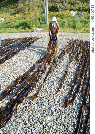 海帶釣魚早晨 34930711