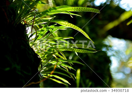 Noxinob Shinobu that infests trees 34930718