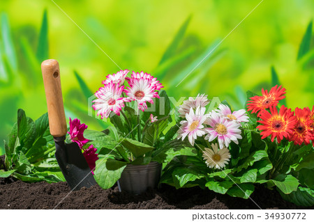 Gardening gerbera flower 34930772