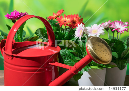 園藝紅Jouro和非洲菊花 園藝紅Jouro和非洲菊花 34931177