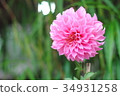 Beautiful pink color of dahlia flowers. 34931258