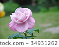 Colorful, beautiful, pink rose in the garden 34931262
