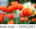 Beautiful tulips in the garden 34931263