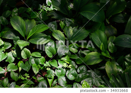 Tropical green leaves in natural light and shadow Tropical green leaves in natural light and shadow 34931668