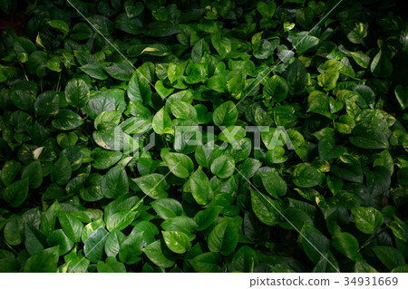 Tropical green leaves in natural light and shadow Tropical green leaves in natural light and shadow 34931669