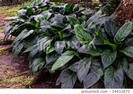 Tropical green leaves in natural light and shadow  34931675