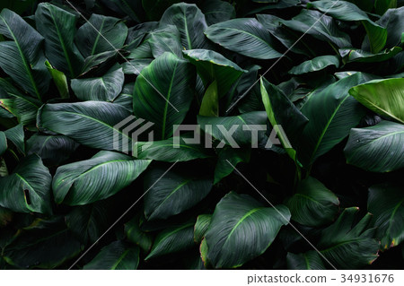 Tropical green leaves in natural light and shadow Tropical green leaves in natural light and shadow 34931676