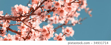 Pink Flowers Blooming Peach Tree at Spring Pink Flowers Blooming Peach Tree at Spring 34931714
