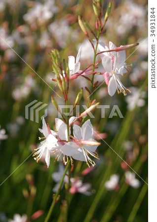 高拉：天鵝蝴蝶（白蝴蝶草） 34931844