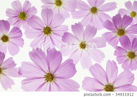 Cosmos 34931912