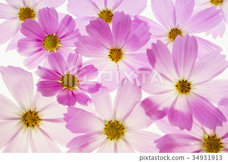 Cosmos 34931913