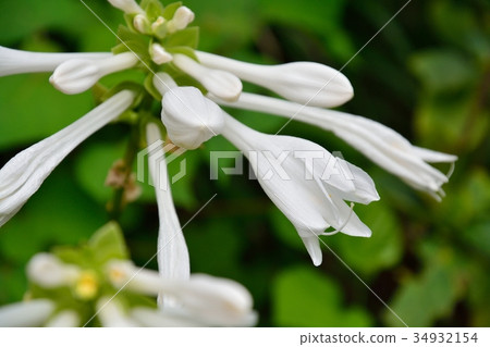 Tamano Kanase 34932154