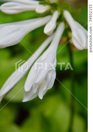 Tamano Kanase 34932155