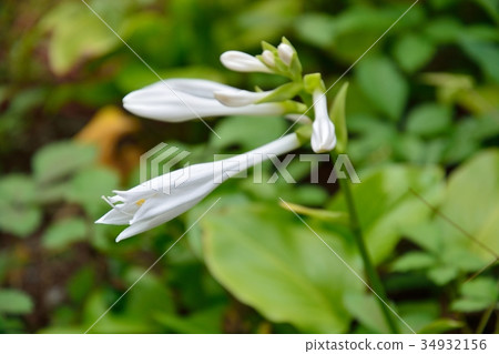 Tamano Kanase 34932156