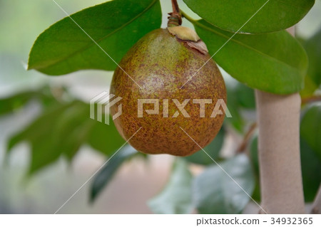 蘋果山茶(屋久島山茶) 蘋果山茶(屋久島山茶) 34932365