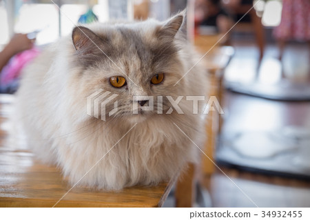 Maine coon cat sitting on wood table in cat cafe Maine coon cat sitting on wood table in cat cafe 34932455