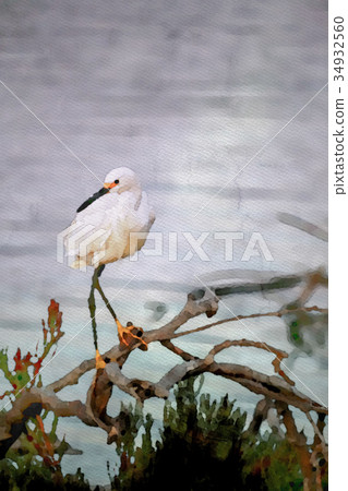 Watercolor Painting; The Snowy Egret on Driftwood Watercolor Painting; The Snowy Egret on Driftwood 34932560