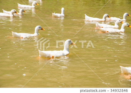 farm nature white duck swimming on pond or lake. 34932846