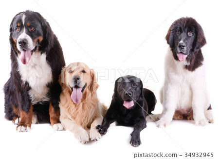 group of different breed dog in white background group of different breed dog in white background 34932945