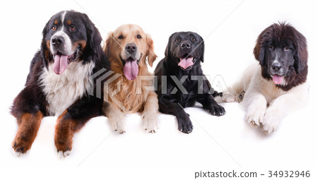 group of different breed dog in white background 34932946