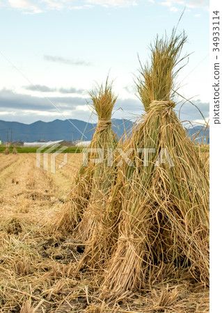 The Rice Field after Cropping Hastushimo 34933114