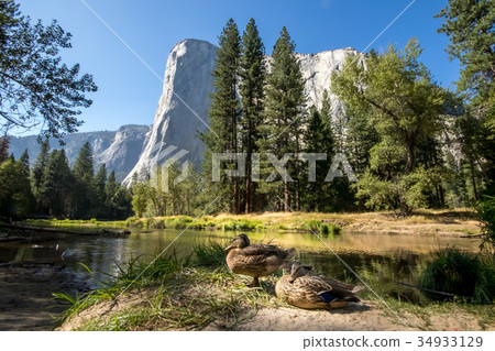 The Duck in Front of El Capitan at Yosemite 34933129