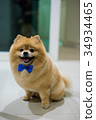 pomeranian dog cute pets short hair style in home 34934465