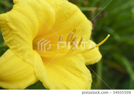Flower Flower 34935509