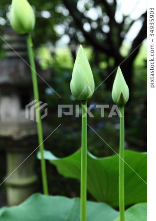 Yorikoji的蓮花芽 Yorikoji的蓮花芽 34935903