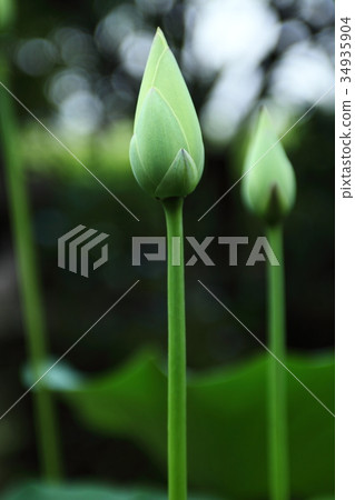 Lotus bud of Yorikoji 34935904