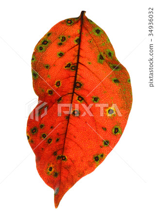 Persimmon leaf watermark Persimmon leaf watermark 34936032