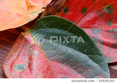 Persimmon leaves Persimmon leaves 34936240