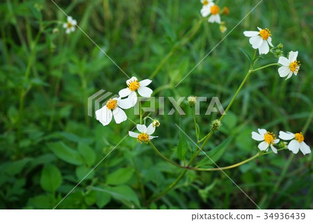 Koshironosendangsa 34936439
