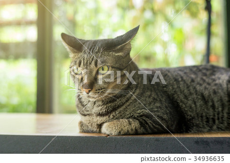 gray striped cat lying on a wooden table. gray striped cat lying on a wooden table. 34936635