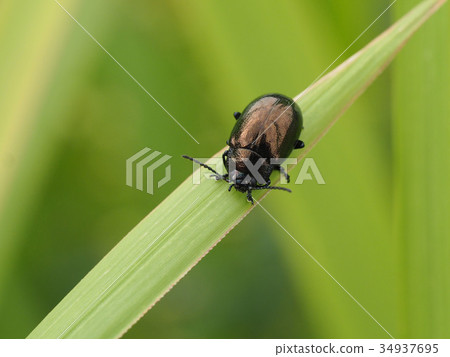 艾蒿甲蟲 34937695