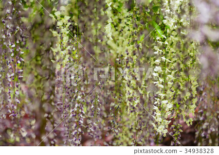 鹿兒島霧島市和平公園富士節長門 34938328