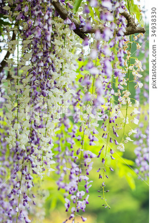 鹿兒島霧島維克公園的長富士 34938330