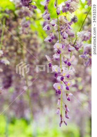 鹿兒島霧島喚醒公園富士節長富士 34938339