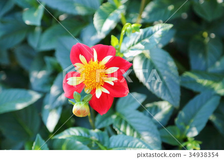 大麗花花 34938354