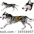 Running sled dog of Siberian Husky breed 34938497