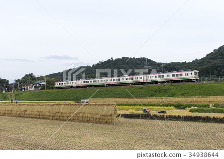 107系列追捕水稻 34938644