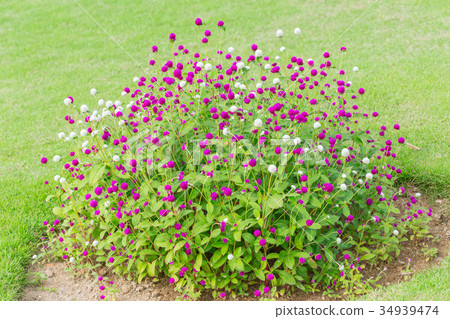 Globe amaranth flower bush on green grass 34939474