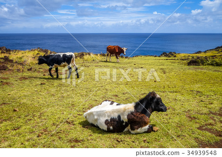 Cows on easter island cliffs 34939548