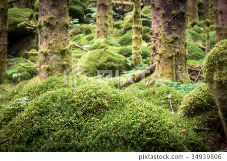 dark scary spruce tree forest 34939806