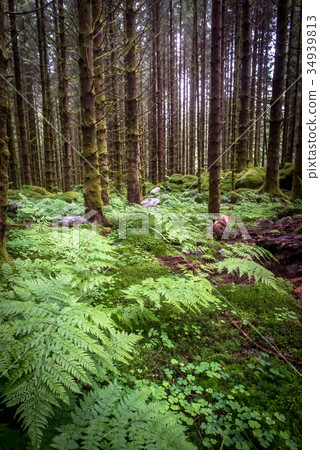 dark scary spruce tree forest 34939813