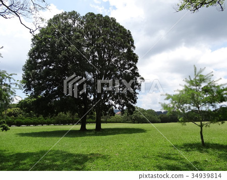 grass and big tree 34939814