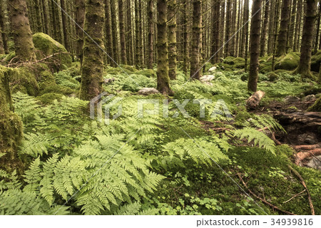 dark scary spruce tree forest 34939816