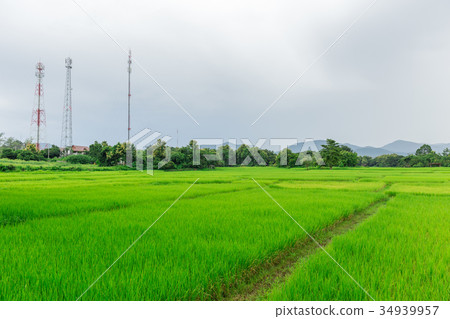 rice field with mobile signal tower landscape rice field with mobile signal tower landscape 34939957