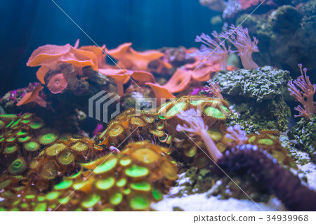 Sea Anemones beautiful underwater 34939968